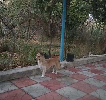 barter itle: Zvonok, 9 ay, Dişi