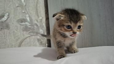 Pişiklər: Britain Şotland Bala Pişikler Satılır! 5 denedir 1ay 10gunluy — 10