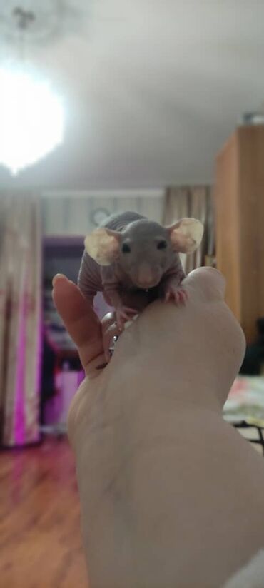 Крысы: Друзья !! Питомник RAT HOUSE LOVE -- предлагает чудесных деток. Им