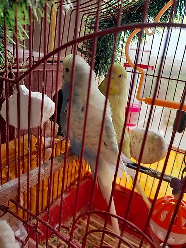 bulbul quşu satışı: Papuqaylar _ (boz-mavi və açıq sarı rəngli cüt) - Komplekt: metal — 1