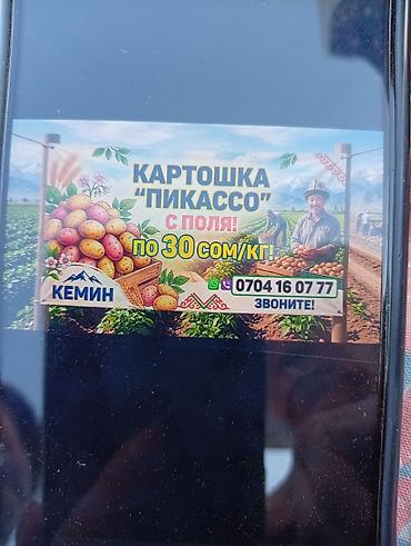 боконбаева советский: Картошка Пикассо, В розницу — 2
