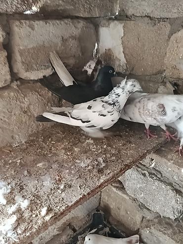 göyercin: Kim istese maraqlana biler saglam heyvanlardi — 2
