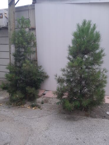 продам дерево орех: Деревья at lalafo.az продам дерево орех: Деревья