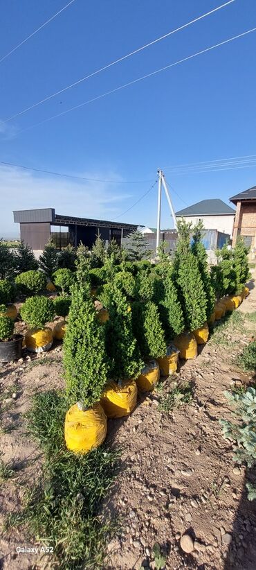 Декоративные деревья: Саженцы деревьев: Туи — 2