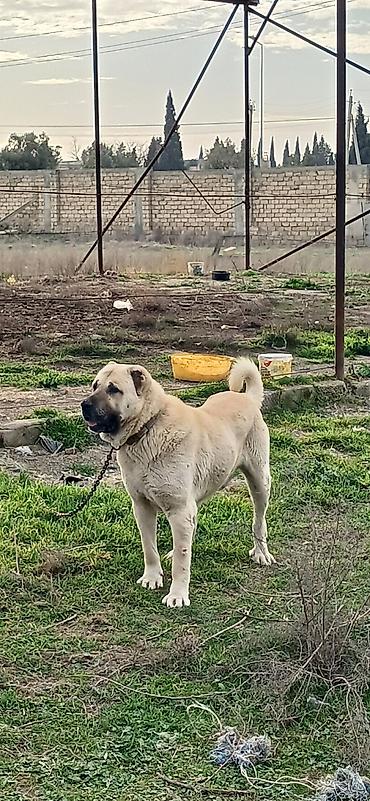 İtlər: Kanqal, 2 il, Erkek — 1