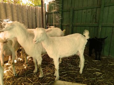 Козы, козлы: Продаю | Коза (самка) | Зааненская, Битал — 16