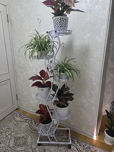 Антуриумы: Антуриум Андре (Anthurium andreanum) - Эффектный комнатный ароид с — 73