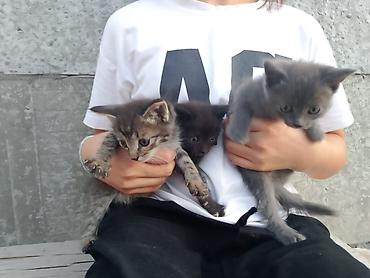 Мышыктар: Отдам бесплатно котят Котята, помёт из трёх малышей: - Серый — 1