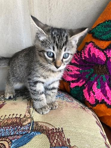 Котята, домашние ищут дом и верных хозяев! Рождены от умной домашней