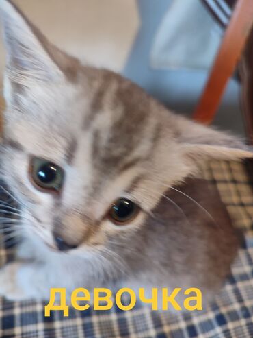 немецкая овчарка шенки: Британская короткошёрстная, 2 месяца, Девочка, Голубой, Приучена к лотку