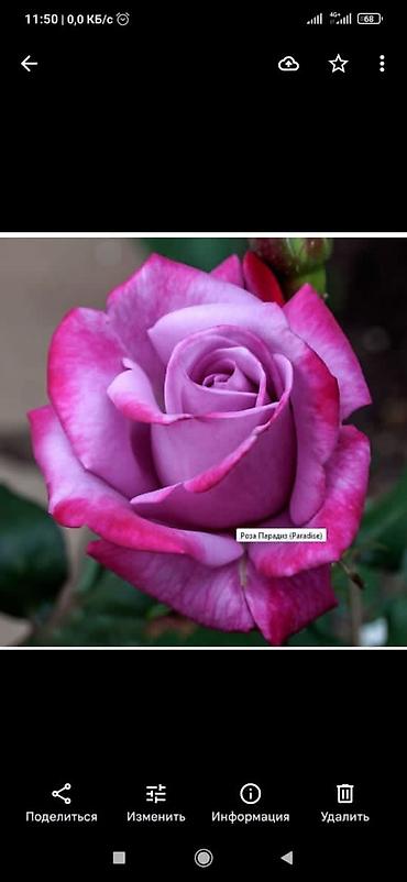 Роза: Продаю Розы ОПТОМ!!! На продажу есть розы в большом количестве разных — 23