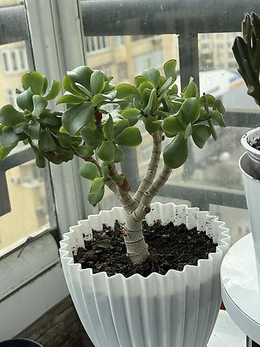 torf satilir: Bitki satışı – Sansevieria (Qaynanadili), sukkulentlər və kaktuslar — 10
