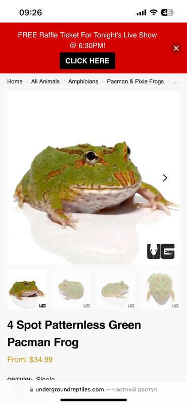 сколько стоит черепаха маленькая в бишкеке: 🐸💚 Рогатая лягушка — домашний питомец, который точно не останется без