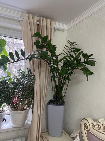 Другие комнатные растения: Офисные 🔥🔥🔥комнатные растения высотой очень высокие