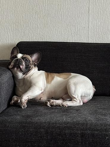добрый: ИЩЕМ ДОМ ДЛЯ ПРЕКРАСНОГО МАЛЬЧИКА! 🐶❤️ Французский бульдог, кобель, 5 — 2