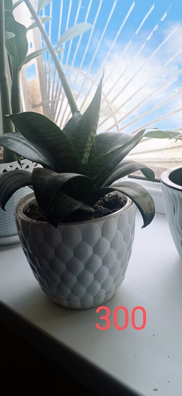 Драцены и Сансевиерии: Сансевиерия (Sansevieria, «щучий хвост») в декоративном горшке. - — 2