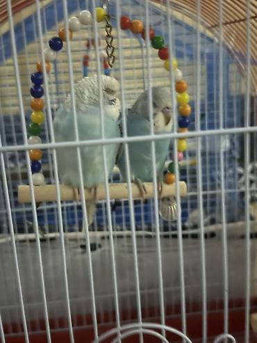 Heyvanlar: Məhsul: Cüt dalğalı tutuquşu (budgerigar) Təsvir: - Rəng: Açıq — 4