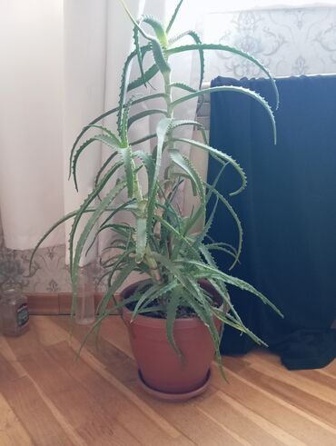 Aloe bitki