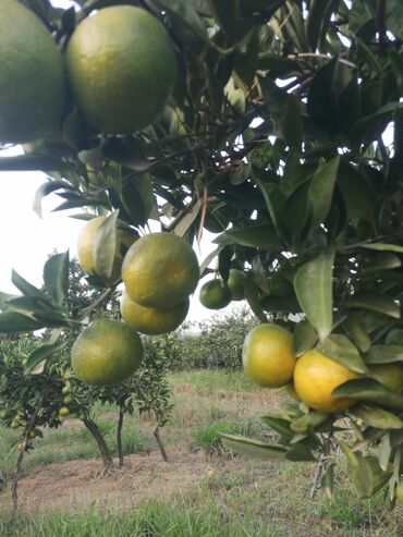 böyürtkən və moruq: Karle sortu super maldı necə lazimdı qulluq olunub malın kefiyətinə