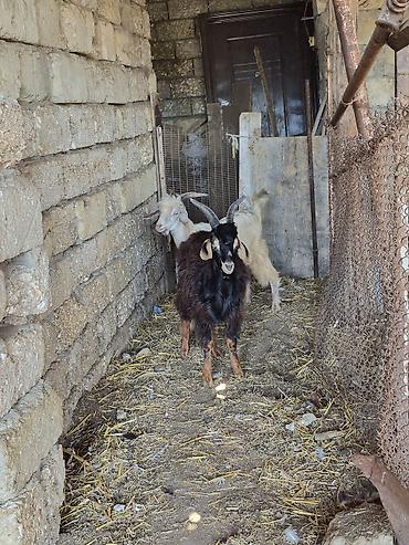 Keçilər, çəpişlər: Salam saglam arpa yonca yeyen heyvanlardı real alıcılar zeng vursun — 1