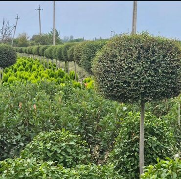Landşaft işləri: : bağban axran işləri görürəm bütün növ ağcların gülərin əkilməsi — 3