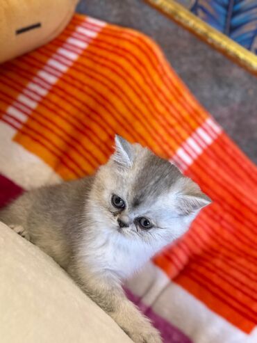 Pişiklər: Şotland yastı qulaq, Erkək, Dişi, Yaxşı əllərə, Ünvandan götürmə, Pulsuz çatdırılma, Ödənişli çatdırılma — 234