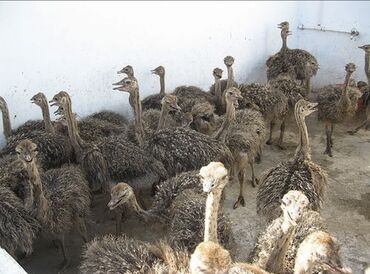страус птица: Страусята Африканского Страуса 1,2 месяцев