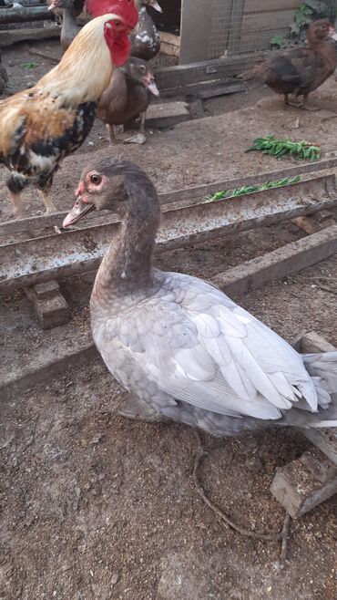 çöl ördək: Dişi, | Lal ördək, Damazlıq