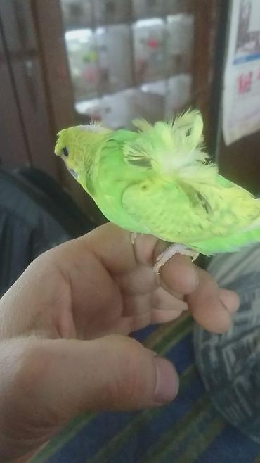 Tutuquşları: Yaponic cütü 70 azn — 11