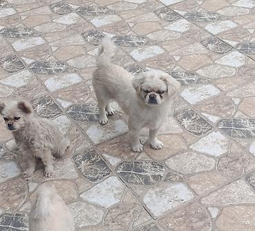 dekorativ dovşan: Pekines, 3 ay, Erkək, Peyvəndli — 1