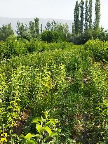 Фрукты и ягоды: Саженцы черешни - Питомник. Ряды молодых саженцев черешни открытого — 7