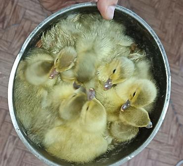 Утки: Məhsul: Yeni çıxmış lavanda sortu ördək balaları,təmiz qandır. 24 — 2