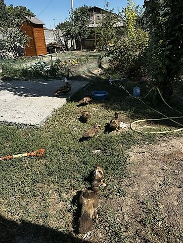 утята: Продаю Отличных уток . 7 штук взрослых утят и Сама утка . В общем 8 — 1
