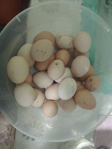 канарейка птица: Продаю яйца для инкубатора по 20 сом гарантия качества ! вылупляемость