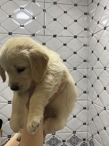 golden it: Qızılı rəngli balaca it balası – Golden Retriever tipli - Cins — 1