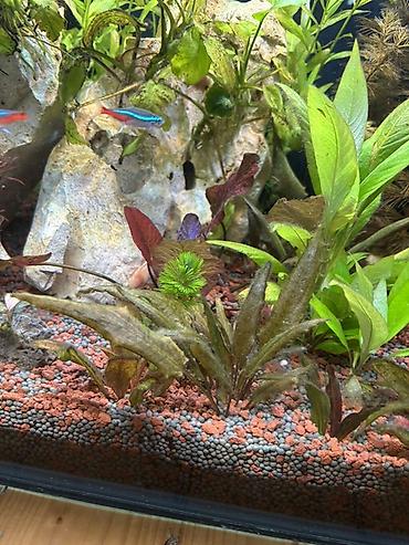quppi baliqlari: Dördbucaq akvarium, Balıqlarla birlikdə, 120 l, Pulsuz çatdırılma — 8