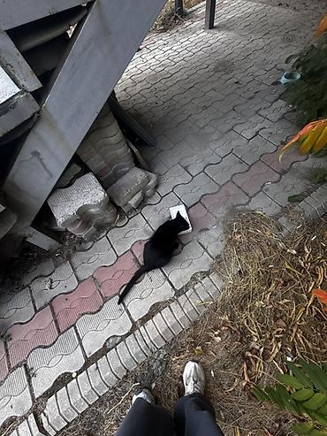 Отдам даром кошку: Кошка даром: Беспородная, 3 месяца, Девочка, Приучена к лотку — 6