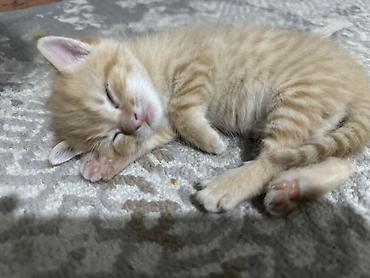 кошк: 4 котенка Особенности: - спокойные, ласковый характер, любит спать — 2