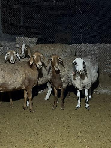 Продам с/х животных: Продаю | Овца (самка) | Для разведения | Матка — 5