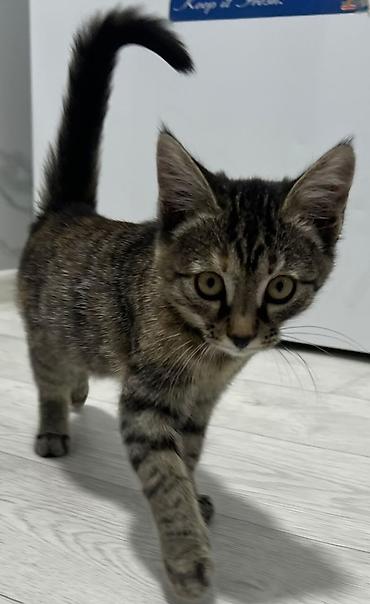 маленькие котята даром: Котята, домашние. Два малыша: - Полосатый тигровый котёнок с — 1