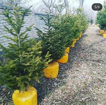 Other decorative tree saplings: Пихта семёнова 6м. Пихта ещё есть от 1 метра до 5метров заказывайте — 9
