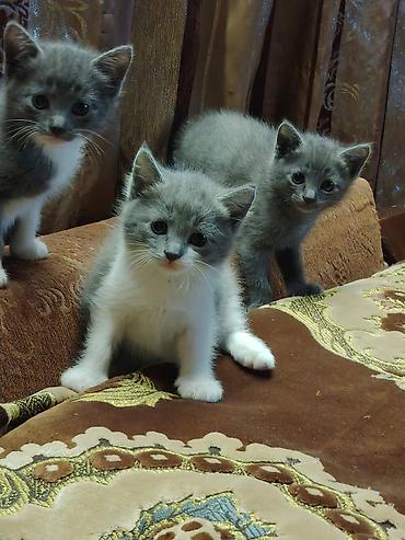 Pişiklər: Britan, Erkək, Dişi — 4