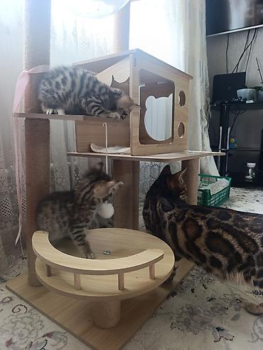 green lion: Котята бенгальской породы 2 месяца — 2