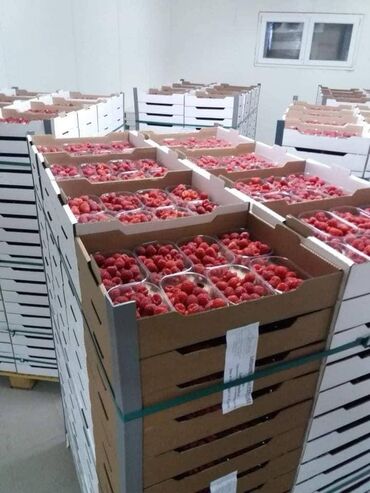 Semena i sadnice: Na prodaju sadnice maline stari Vilamet. Dugogodišnje porodično — 2