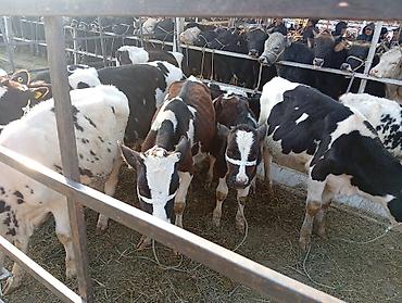 бройлерные куры живым весом: Продаю | Тёлка | Для разведения | Нетель — 4