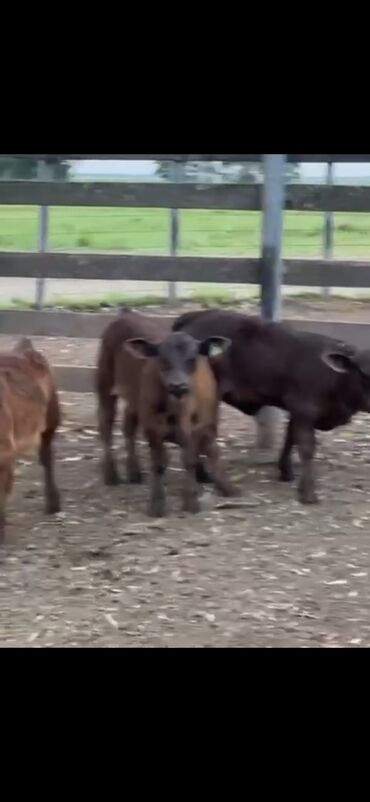 Dana, buzov: Məhsul: Qara və tünd qəhvəyi rəngli buzovlar (ətlik tip) Təsvir: - — 11