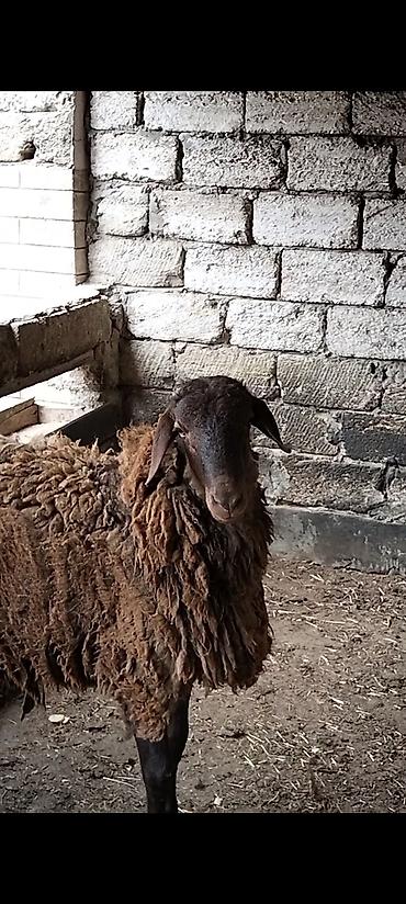Qoyunlar, qoçlar: Qarabaş yerli cins qoç - Rəngi: tünd qəhvəyi, qarabaş - Cinsi: yerli — 4