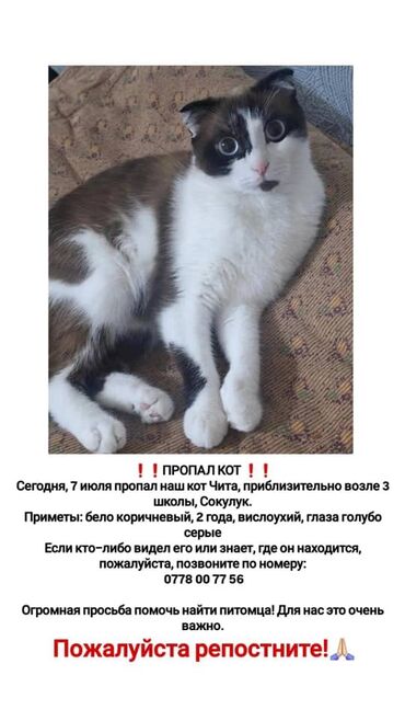 отдам кота я его боюсь: Жоголгон : Скотиш Фолд (Шотландиялык шалпаң кулак), Эркек