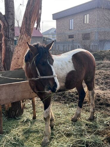 Лошади, кони: Продаю | Жеребенок | Рабочий — 6