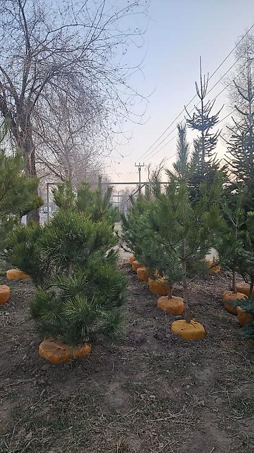 Другие товары для дома и сада: Голубой ель. Тянь-шаньский ель.береза,Пихта,Сосна, сатылат — 20
